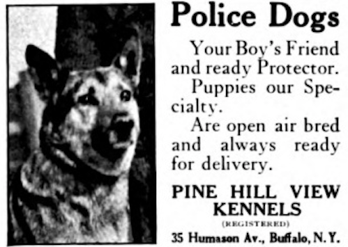 Open Air Bred Puppies, 1920s, the Good'Ole Dayz